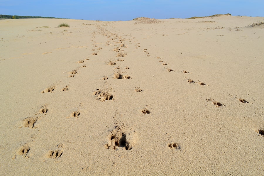 People Tracking
